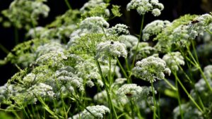 Gefleckter schierling - hochgiftige pflanze breitet sich immer mehr aus