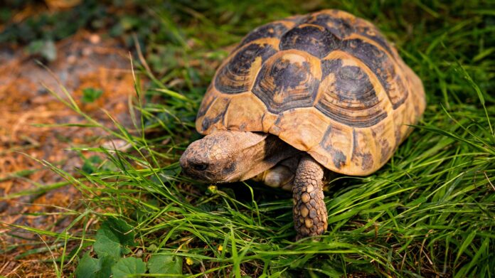 tortoise-7390971_1920