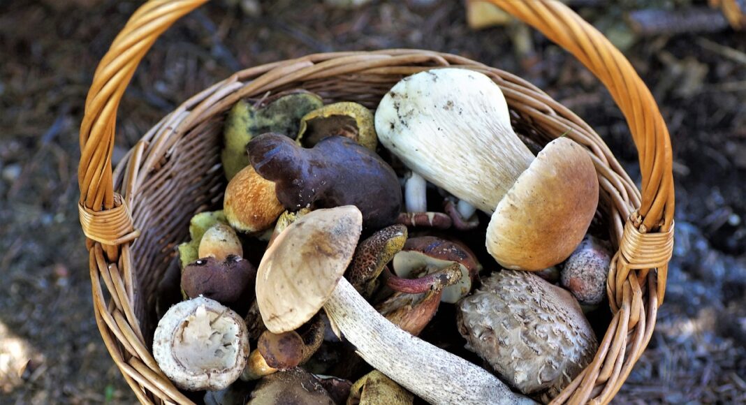 basket-of-mushrooms-4439653_1280