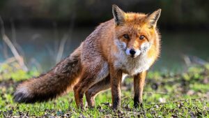 Die bedeutung einer immobilienbewertung für käufer und verkäufer in der rhein-main-region