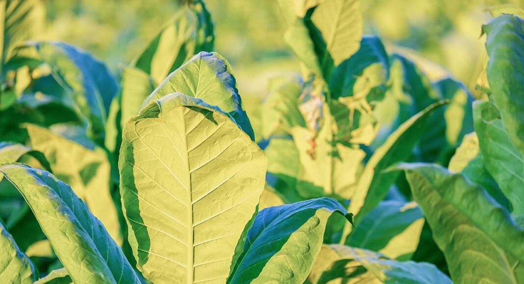 tobacco-4457185_1280