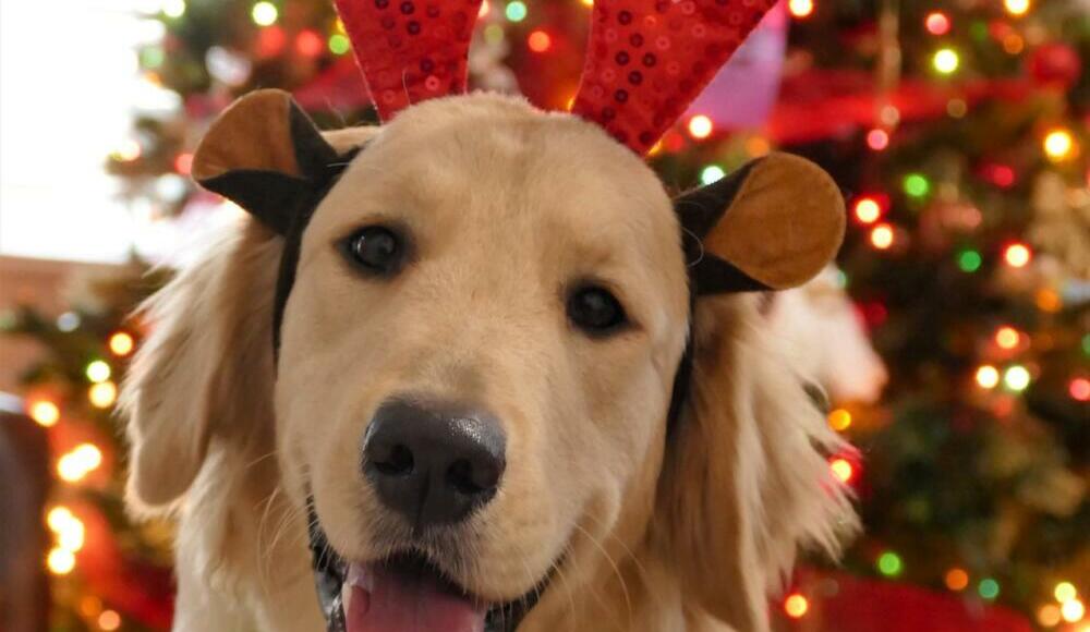 christmas-4700425_1920