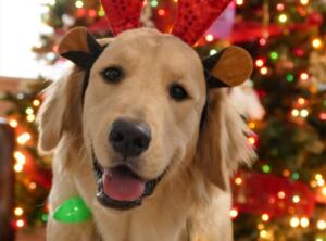 Aufwendiger einsatz in mainz-ebersheim von feuerwehr und thw 1