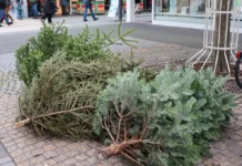 Weihnachtsbaum-Entsorgung in Wiesbaden
