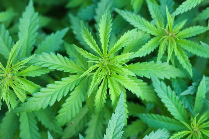 medicinal-marijuana-7203210_1920