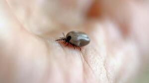 Ortsbürgermeisterin von dolgesheim tritt zurück