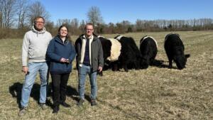 Ingelheim: galloway-rinder und schafe als neue landschaftspfleger Ingelheim: galloway-rinder und schafe als neue landschaftspfleger