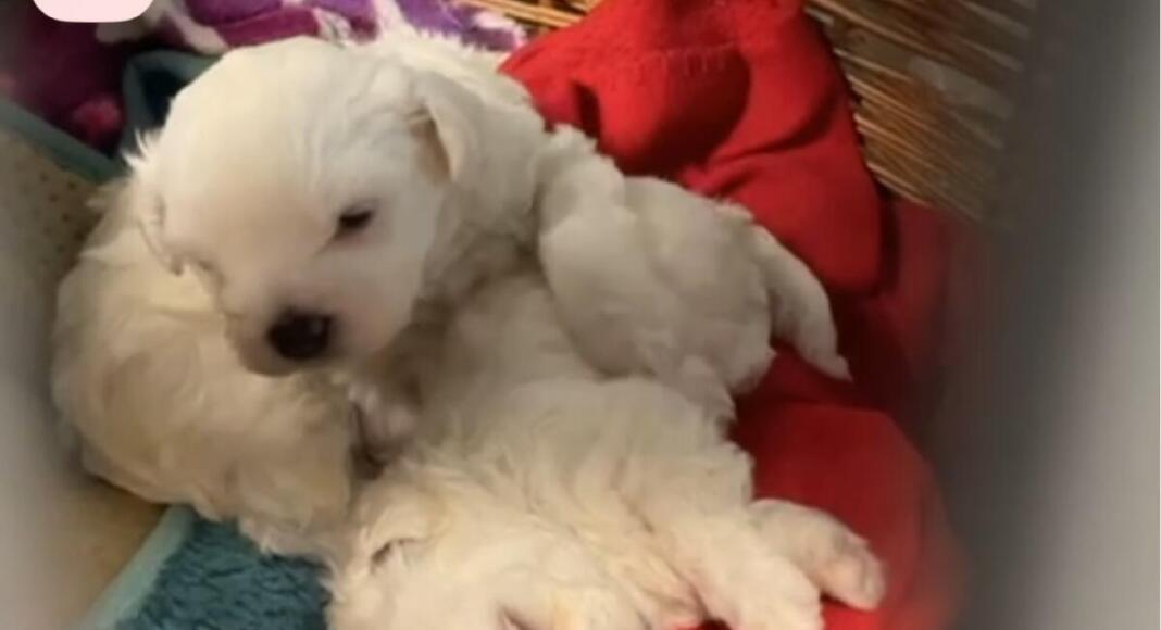 Hundewelpen auf Flohmarkt angeboten