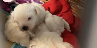 Hundewelpen auf Flohmarkt angeboten