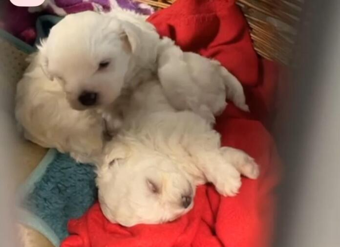 Hundewelpen auf Flohmarkt angeboten