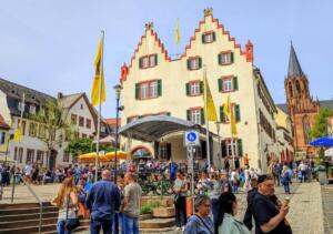 Ingelheim: galloway-rinder und schafe als neue landschaftspfleger