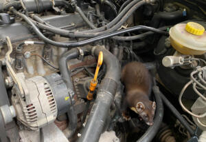 Bombendrohung im king-park-center in mainz