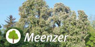 Führung Mainzer Stadtbäume