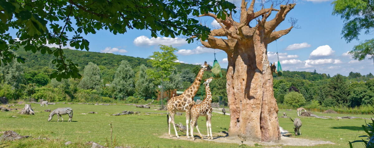 Afrika Savanne im Opel-Zoo (c) Opel-Zoo 1400 NEU