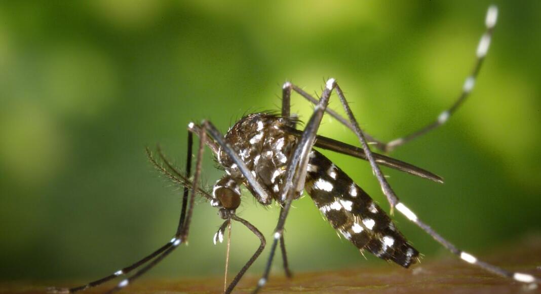 Foto: de.wikipedia.org/wiki/Asiatische_Tigermücke Asiatische Tigermücke