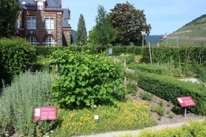 Hildegarten in Bingen am Rhein