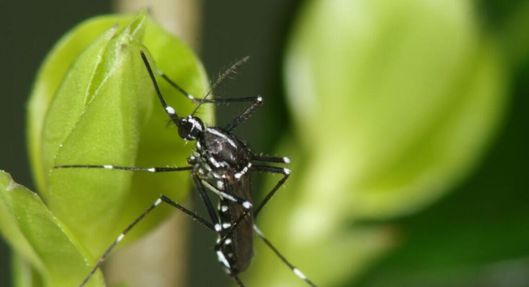 Asiatische Tigermücke (Foto: B. Pluskota, KABS e.V.)