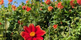 Blumen, Dahlien