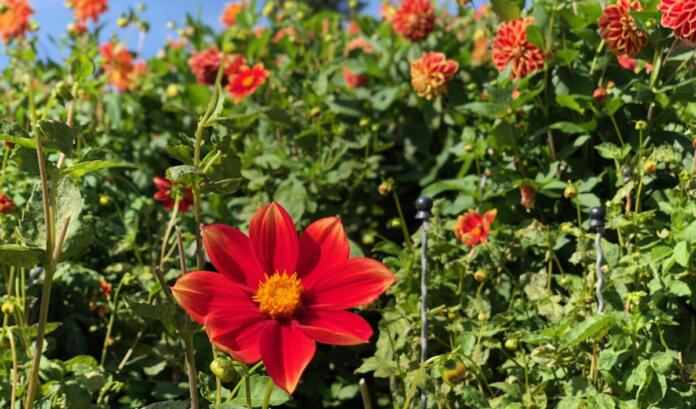 Blumen, Dahlien
