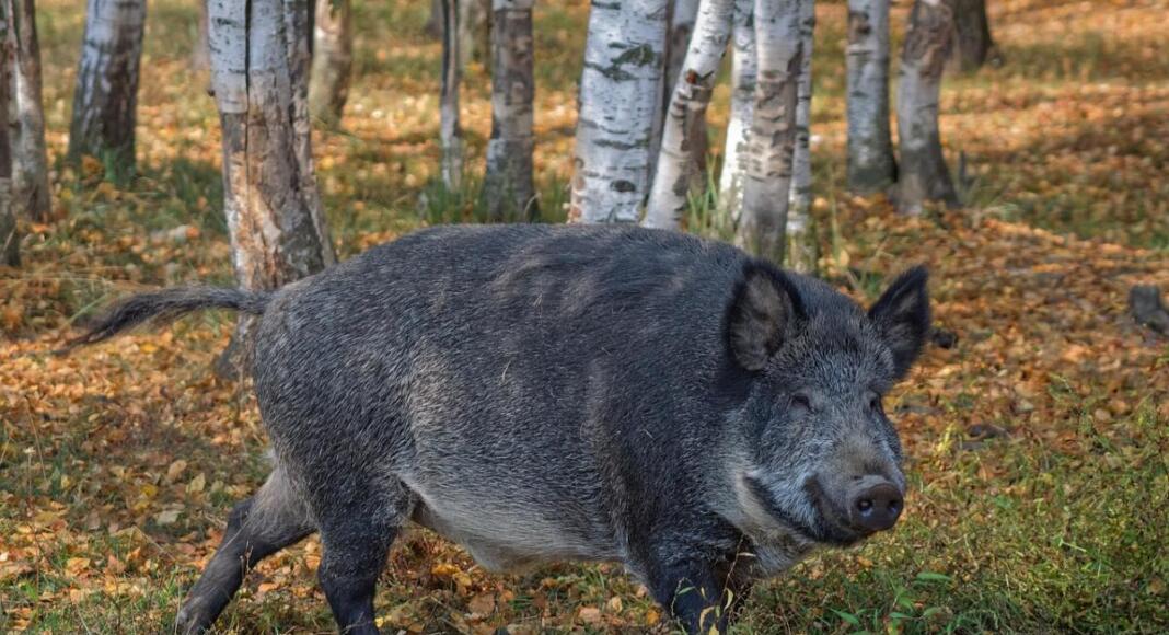 Symbolbild Wildschwein im Wald im Kreis Mainz-Bingen