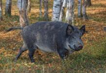 ASP-Regelungen im Kreis Mainz-Bingen werden gelockert Symbolbild Wildschwein im Wald im Kreis Mainz-Bingen