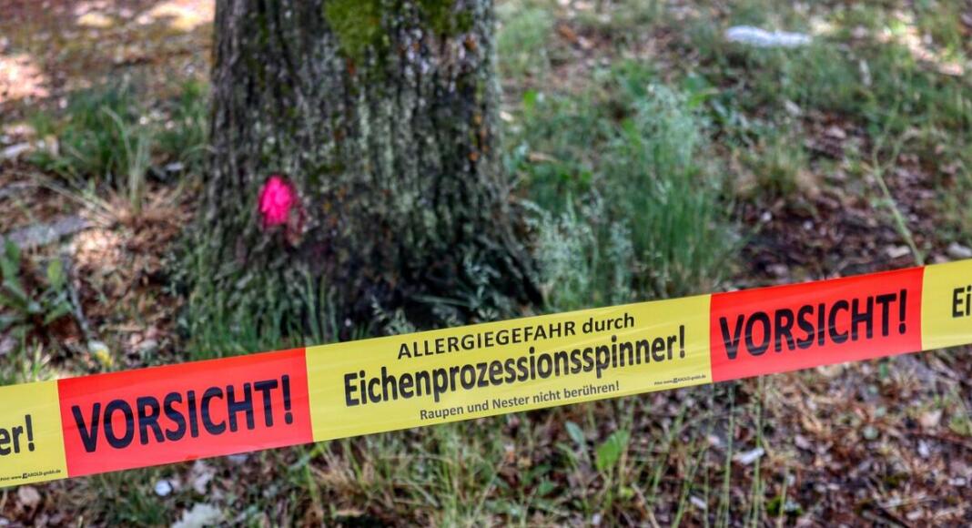 Saison der Eichenprozessionsspinner beginnt