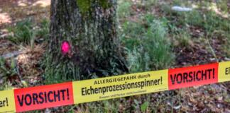 Saison der Eichenprozessionsspinner beginnt