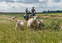 Moin, Meer und Moor: Aktivurlaub im Südlichen Ostfriesland Zwischen Deich und Dollart – Mit Rad und Kanu durch das Südliche Ostfriesland