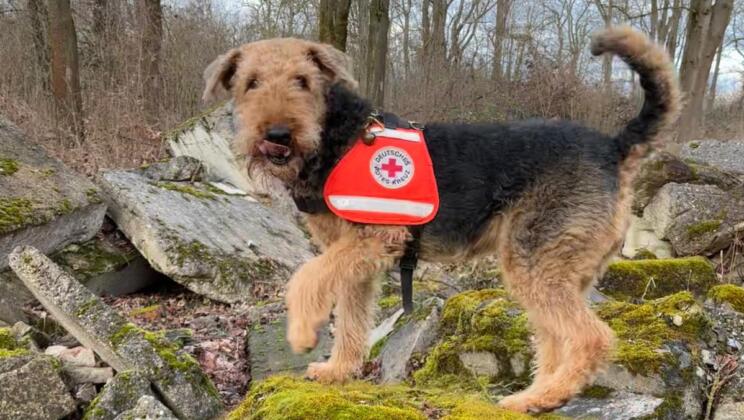 DRK Rettungshundestaffel