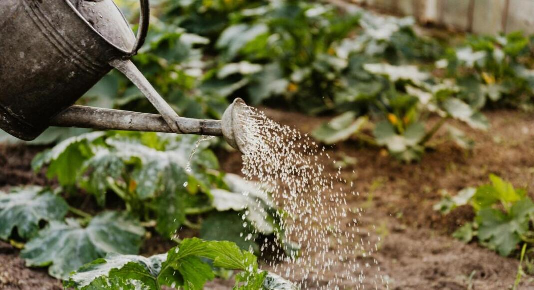 Garten, Gießen, Bildquelle: pexels.com