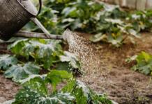 Gartenpumpen sind sehr nützlich und sparen Geld Garten, Gießen, Bildquelle: pexels.com