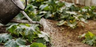 Garten, Gießen, Bildquelle: pexels.com
