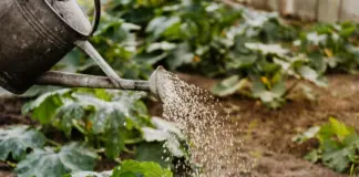 Garten, Gießen, Bildquelle: pexels.com