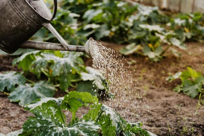 Garten, Gießen, Bildquelle: pexels.com