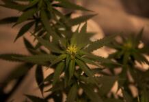 Pflegeleichte Exoten: Pflanzen, die Garten und Gewächshaus verschönern Pflanzen, Quelle: pexels.com