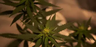 Pflanzen, Quelle: pexels.com