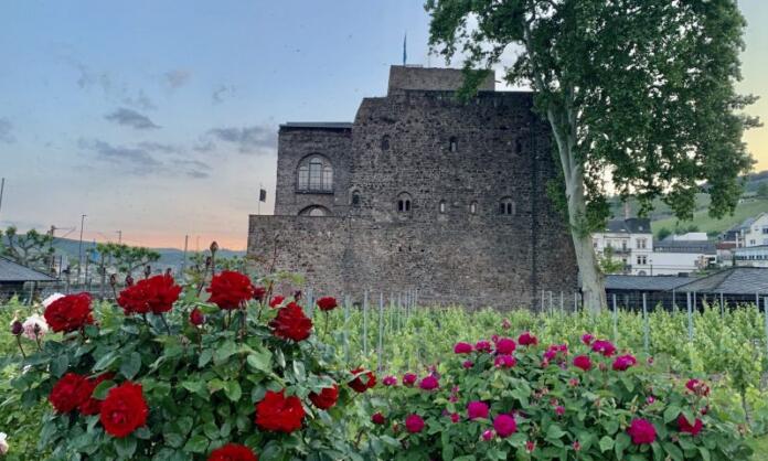 Brömserburg mit Rosen