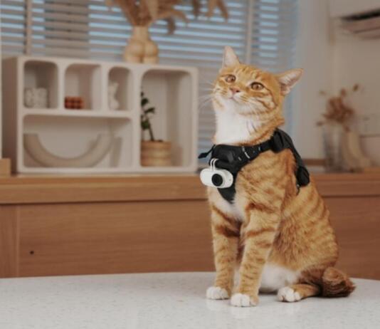 Katze