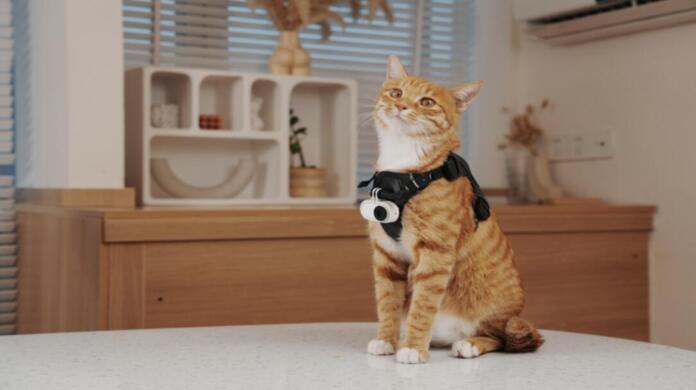 Katze