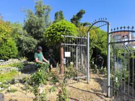 Auszubildende legen neuen Rosengarten an