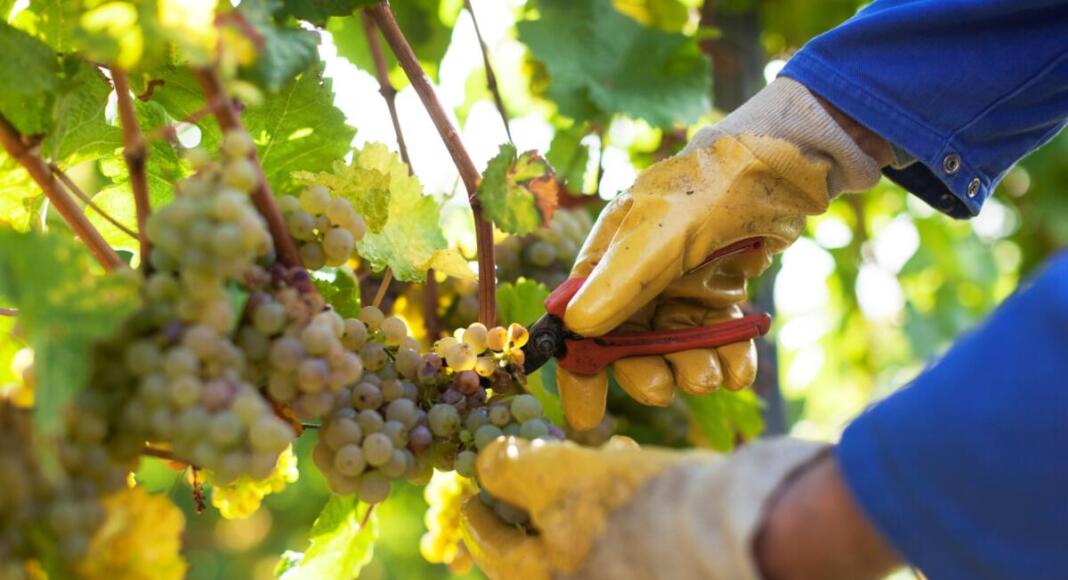 Riesling im Rampenlicht: Historische Weinprobe in Hochheim