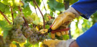 Riesling im Rampenlicht: Historische Weinprobe in Hochheim