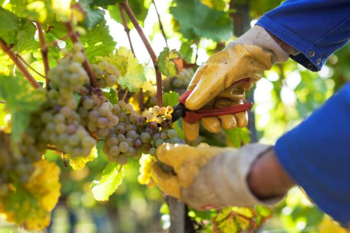 Riesling im Rampenlicht: Historische Weinprobe in Hochheim
