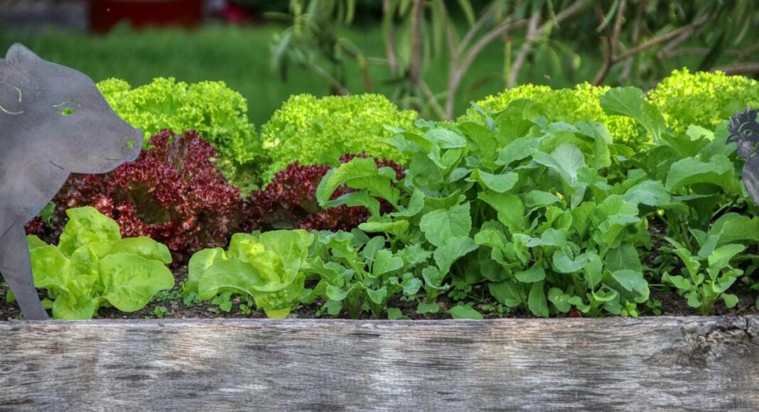 Garten, Salat, Hochbeet