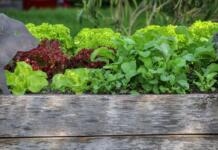 Welches Holz sollte man für Hochbeete verwenden? Garten, Salat, Hochbeet