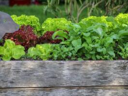 Garten, Salat, Hochbeet