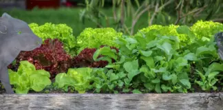 Garten, Salat, Hochbeet