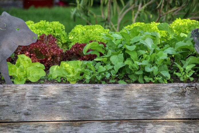 Garten, Salat, Hochbeet