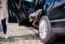 Vierbeiner auf Reisen: So wird der Urlaub mit Hund stressfrei Urlaub mit Hund