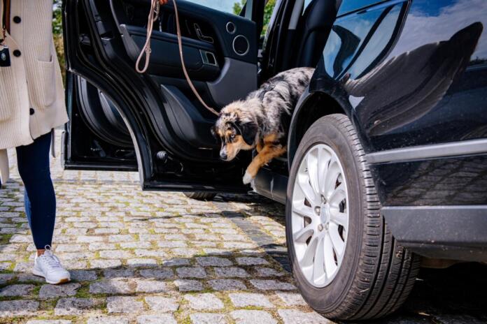 Urlaub mit Hund